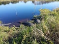 Alligators hiding in a lake