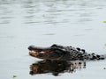 2 alligators mating in wetlands