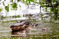 Alligators preparing to mate in water, Florida Royalty Free Stock Photo