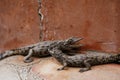Alligators relaxed and resting on the ground Royalty Free Stock Photo