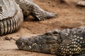 Alligators relaxed and resting on the ground Royalty Free Stock Photo
