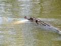 Alligators - reptiles that remind us of prehistoric times Royalty Free Stock Photo