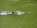 Alligators - reptiles that remind us of prehistoric times Royalty Free Stock Photo