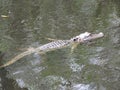 Alligators - reptiles that remind us of prehistoric times Royalty Free Stock Photo