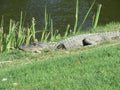 Alligators - reptiles that remind us of prehistoric times Royalty Free Stock Photo