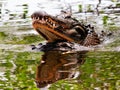 2 alligators about to breed in water, Florida Royalty Free Stock Photo