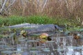 Alligators Royalty Free Stock Photo