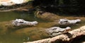 Alligators waiting for food Royalty Free Stock Photo