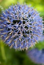 Blue Allium Flowers
