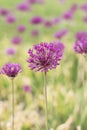 Allium aflatunense Royalty Free Stock Photo