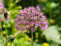 Allium aflatunense Royalty Free Stock Photo