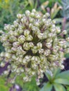 Allium aflatunense, ornamental garden plant, large round green flower close-up, flowering onion. Green flower ball of Royalty Free Stock Photo