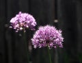 Allium Aflatunense Or Ornamental Onion Royalty Free Stock Photo