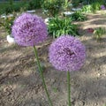 Allium aflatunense `Purple Sensation` flower Royalty Free Stock Photo