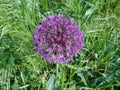 Allium aflatunense `Purple Sensation` flower Royalty Free Stock Photo