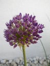 Allium aflatunense Purple Sensation. Berlin, Germany. Royalty Free Stock Photo