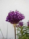 Allium aflatunense Purple Sensation. Berlin, Germany. Royalty Free Stock Photo