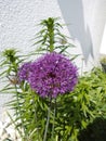 Allium aflatunense Purple Sensation. Berlin, Germany. Royalty Free Stock Photo