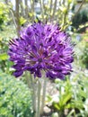 Allium aflatunense Purple Sensation. Berlin, Germany. Royalty Free Stock Photo
