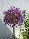 Allium aflatunense Purple Sensation. Berlin, Germany. Royalty Free Stock Photo