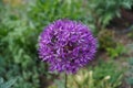 Allium aflatunense `Purple Sensation` is an impressive ornamental onion that impresses with its beautiful flower balls. Berlin Royalty Free Stock Photo