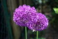 Allium aflatunense `Purple Sensation` is an impressive ornamental onion that impresses with its beautiful flower balls. Berlin Royalty Free Stock Photo
