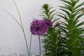 Allium aflatunense `Purple Sensation` is an impressive ornamental onion that impresses with its beautiful flower balls. Berlin Royalty Free Stock Photo