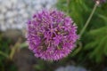 Allium aflatunense `Purple Sensation` is an impressive ornamental onion that impresses with its beautiful flower balls. Berlin Royalty Free Stock Photo