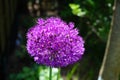 Allium aflatunense `Purple Sensation` is an impressive ornamental onion that impresses with its beautiful flower balls. Berlin Royalty Free Stock Photo