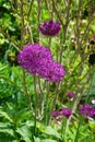 Allium aflatunense `Purple Sensation` in May in the garden. Berlin, Germany Royalty Free Stock Photo