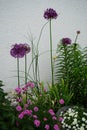 Allium aflatunense `Purple Sensation` in May in the garden. Berlin, Germany Royalty Free Stock Photo