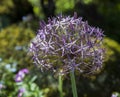 Allium Albopilosum Cristophii