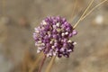 Allium ampeloprasum