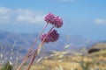 Allium ampeloprasum Royalty Free Stock Photo