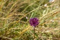 Allium ampeloprasum flower with a snail on a stem close up on a blurred background of dry grass Royalty Free Stock Photo