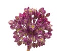 Allium ampeloprasum isolated Royalty Free Stock Photo