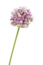 Allium ampeloprasum isolated Royalty Free Stock Photo