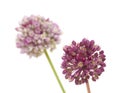 Allium ampeloprasum isolated Royalty Free Stock Photo