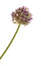 Allium ampeloprasum isolated on white Royalty Free Stock Photo