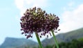 Allium ampeloprasum