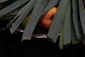 Allium ampeloprasum Vegetable Leek still life