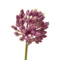 Allium ampeloprasum