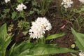 Allium amplectens in organic garden.It is a species of wild onion known by the common name narrowleaf onion.Allium amplectens Royalty Free Stock Photo