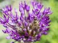 Allium with bee pink flower Royalty Free Stock Photo