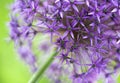 Allium Bloom