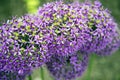 Allium bloosoms