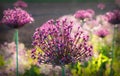 Allium blossoms, purple color, blurry dark field background