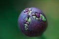 Allium bud about to burst