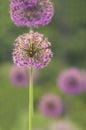 Allium Bulbs