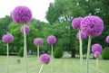 Allium bulbs